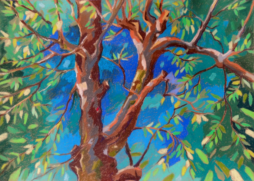 Kirschbaum, Pastell, 50 x 60 cm
